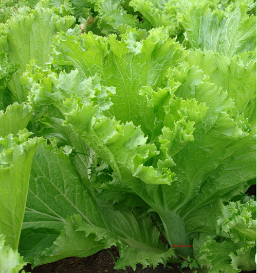 Hạt giống cải bẹ mào gà, cải bẹ răng cưa